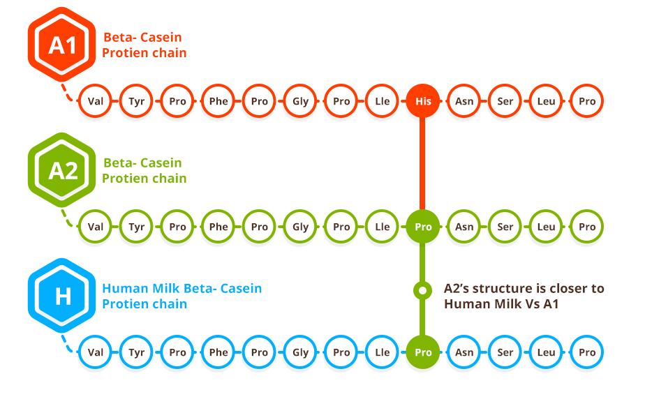 A2 Milk Chennai