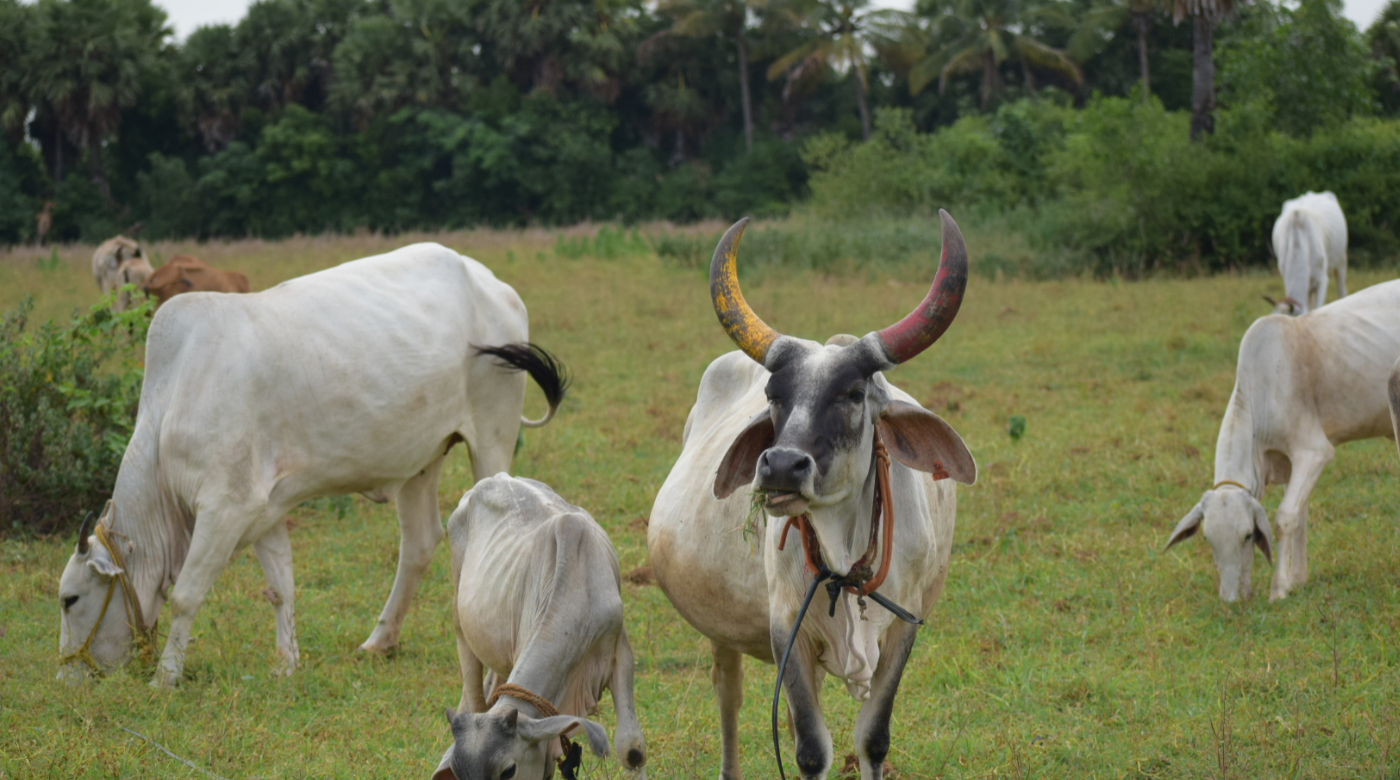 Cow Farm In Chennai