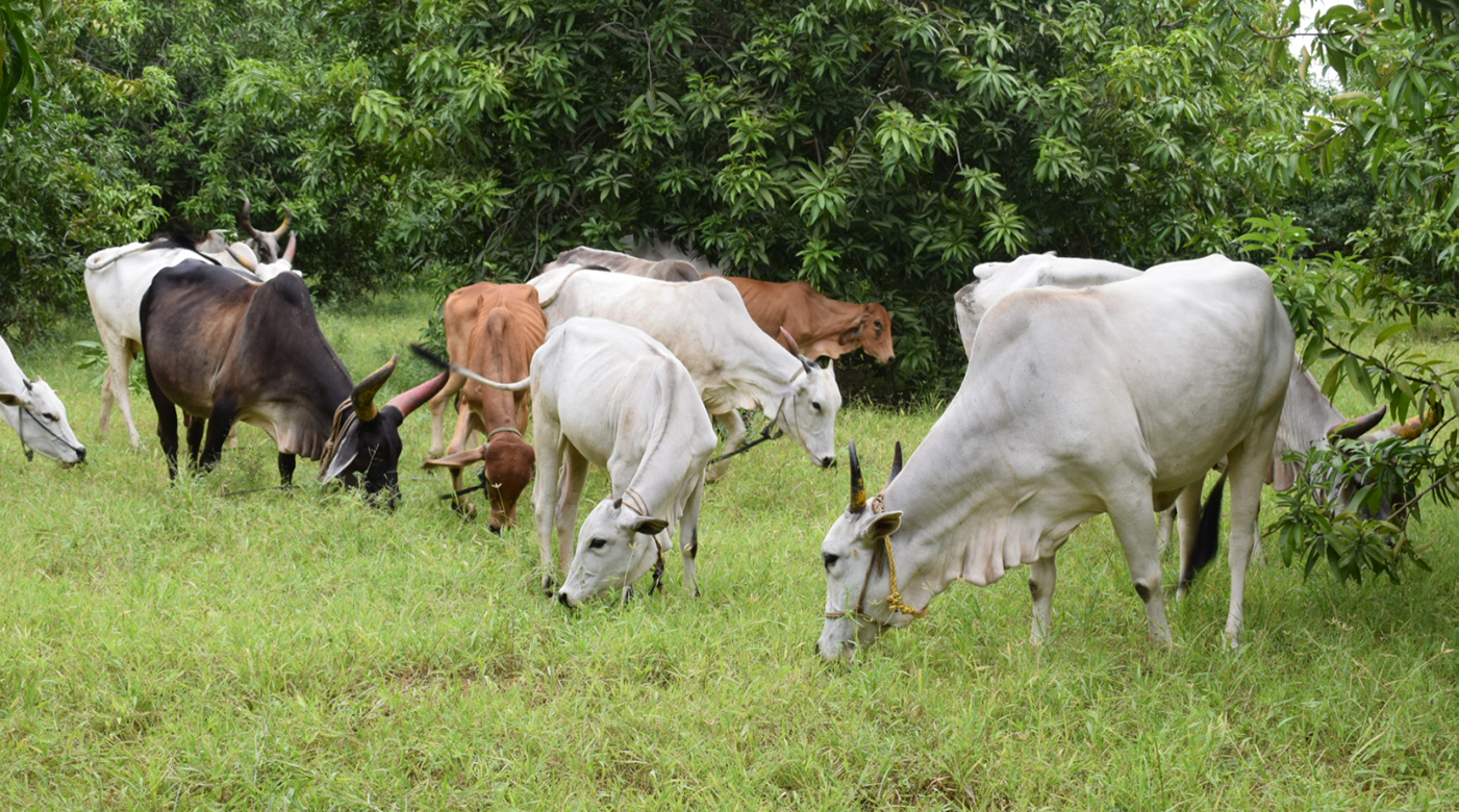 Cow Milk In Chennai