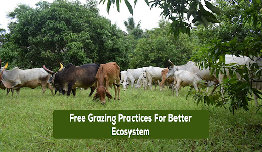 Free grazing practices for better ecosystem