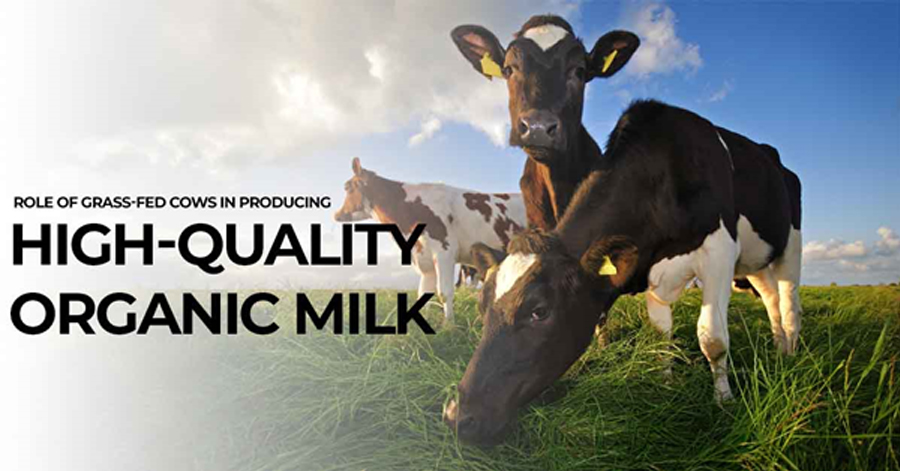 Role Of Grass-Fed Cows In Producing High-Quality Organic Milk