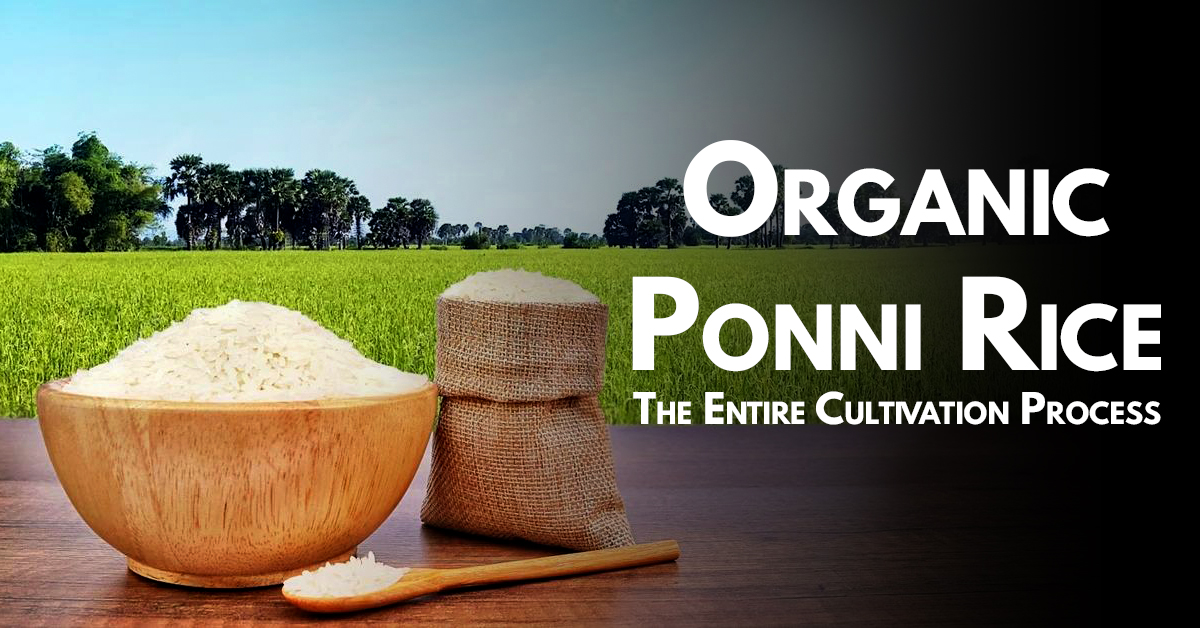 Organic Ponni Rice