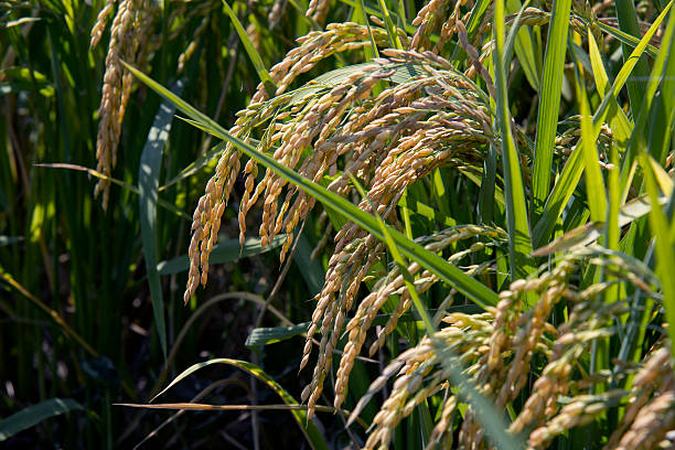 Organic Paddy